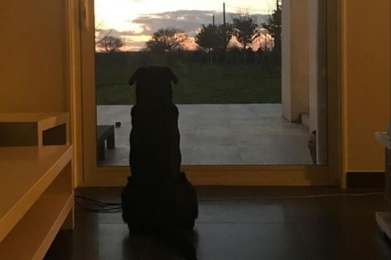 كلب اللاعب الأرجنتيني المفقود إيمليانو سالا (مواقع التواصل)