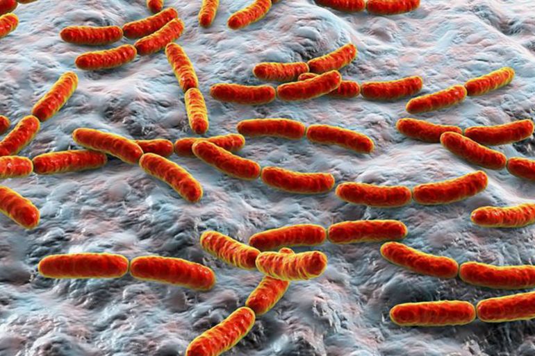 ما علاقة البكتيريا بالصحة النفسية والجسدية؟