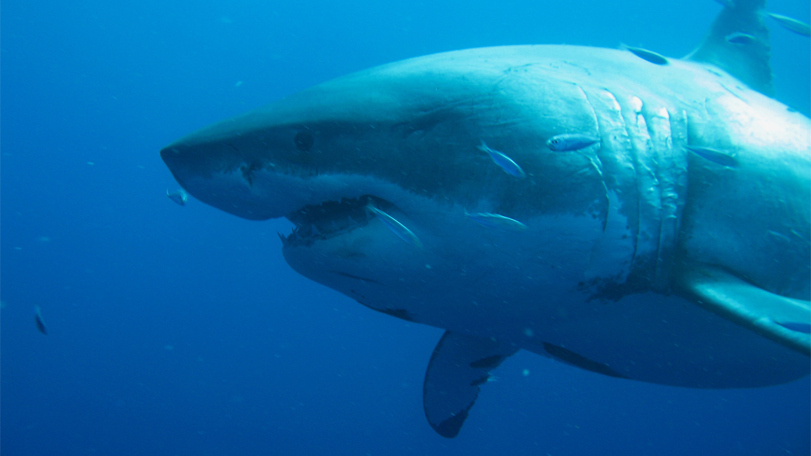 الباحثون اقترحوا أن ميغالودون ربما يكون قد قتل من قبل القرش الأبيض الكبير (غيتي)