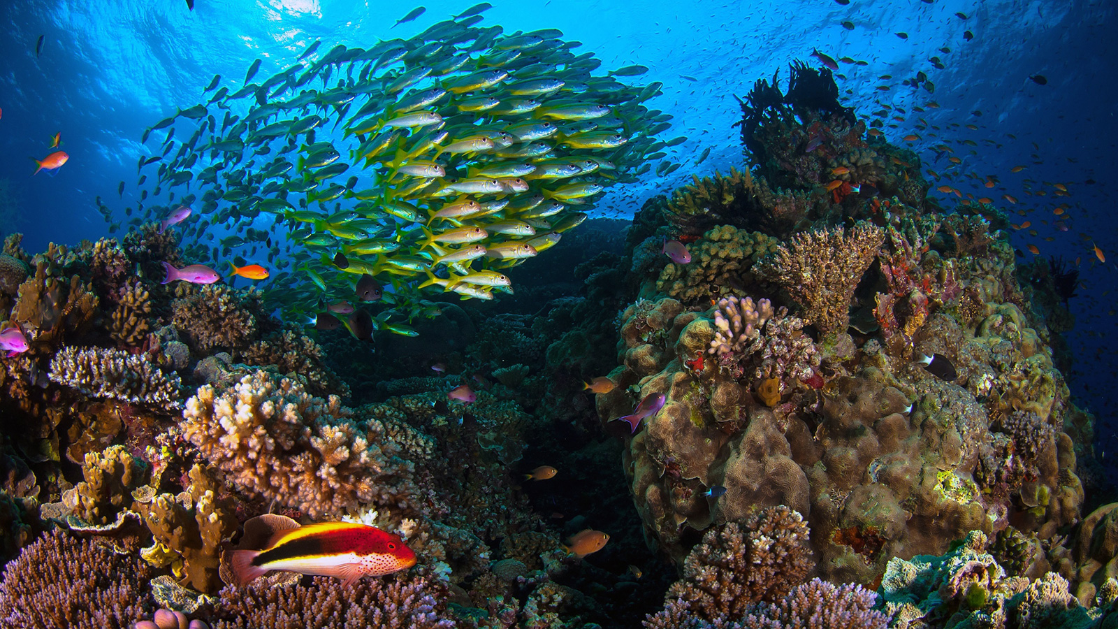 الشعاب المرجانية تكتسب ألوانها البهية من الطحالب التي تعيش في نسيجها وتوفر الطعام لها (الأوروبية)