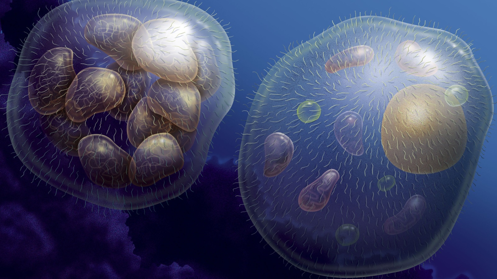 تتسم الخلايا حقيقية النواة بأنها أكبر حجمًا، وأكثر تعقيدًا من أيٍ ممّا سبقها