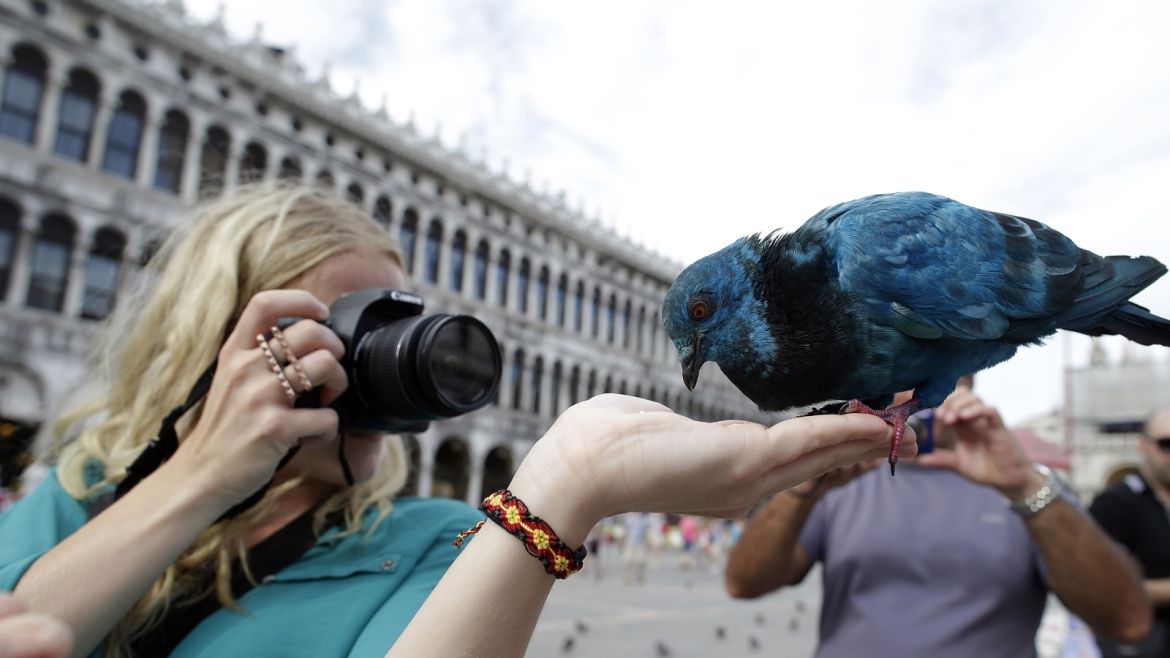A tourist takes a picture of a blue-coloured pigeon as it perches on her hand at St. Mark's Square in Venice August 28, 2012. Swiss artist Julian Charriere airbrushed some pigeons in different colors as part of a performance for the architecture Biennale. REUTERS/Tony Gentile (ITALY - Tags: SOCIETY ANIMALS)