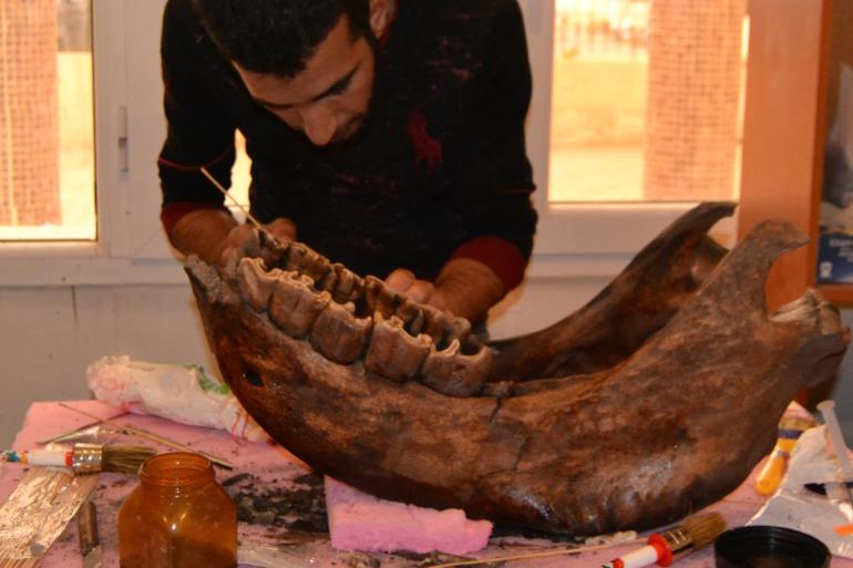 Said سعيد - عظام وحيد القرن المكتشفة حديثا بالجزائر - اكتشاف بقايا عظمية لوحيد القرن وحصان قد يصل عمرها لملايين السنين بالجزائر