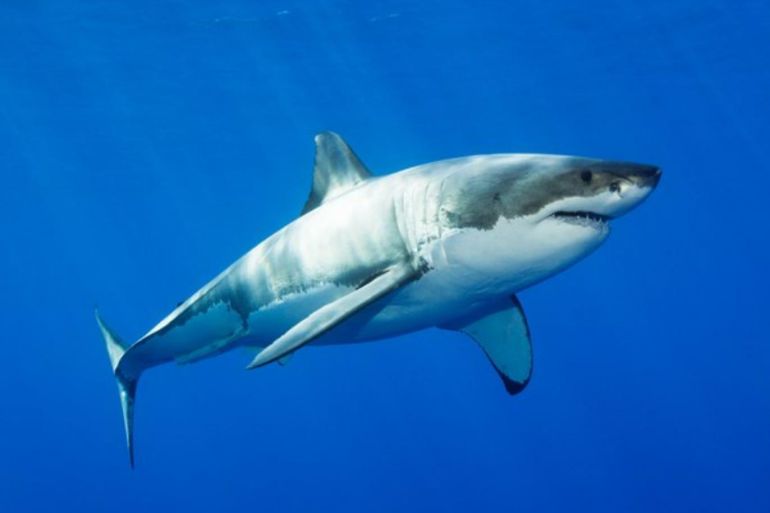 Said سعيد - تشتهر أسماك القرش بتضميد جروحها، وانخفاض معدلات الإصابة بالسرطان، وبمتوسط أعمارها الذي يصل إلي 70 سنة، ويمكن أن تكشف جيناتها - جينوم القرش الأبيض ساعده على البقاء لأكثر من 500 مليون سنة