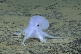 An incirrate octopod is shown at a depth of 4,290 meters taken by a remotely operated underwater vehicle Deep Discoverer near Necker Island, or Mokumanamana, on the northwestern end of the Hawaiian Archipelago in this image courtesy of NOAA Office of Ocean Exploration and Research, Hohonu Moana 2016, released on March 5, 2016. REUTERS/NOAA/Handout FOR EDITORIAL USE ONLY. NOT FOR SALE FOR MARKETING OR ADVERTISING CAMPAIGNS. THIS IMAGE HAS BEEN SUPPLIED BY A THIRD P