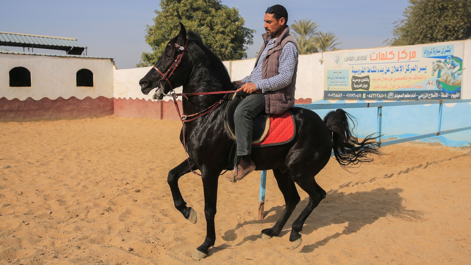 الحصان الأسود أفضل أنواع الخيول العربية وأعلاها سعرا (الأناضول)