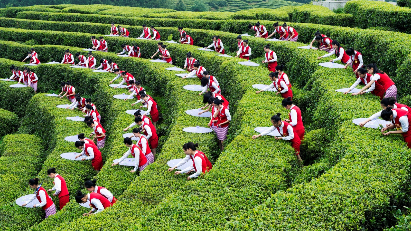 يعود تاريخ زراعة الشاي بالصين إلى 3200 عام