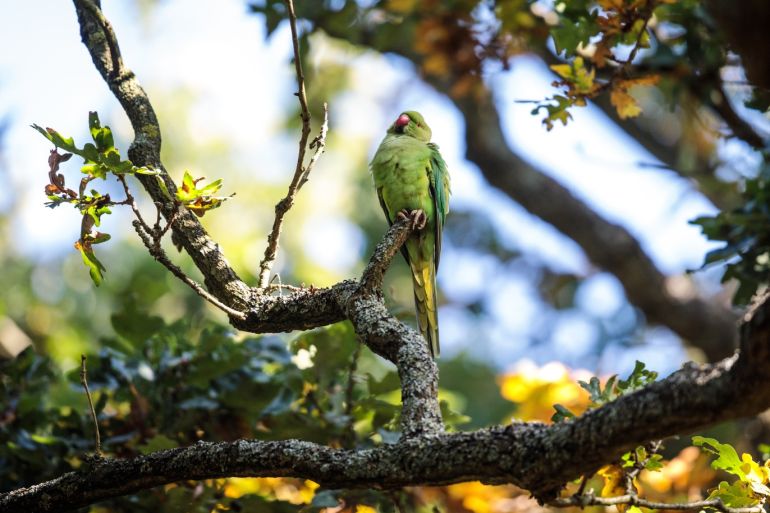 LONDON, ENGLAND - OCTOBER 05: A parakeet perches on the branch of a tree in Richmond Park on October 5, 2018 in London, England. The months of Autumn are rutting season for deer which see the male animals engage in fierce mating battles for access to the females. (Photo by Jack Taylor/Getty Images)