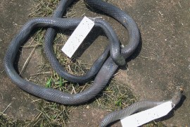 أفاعي الخنجر (stiletto snakes) يمتاز بقدرته على التحكم بالأنياب الطويلة وبهذا يمكنه أن يلدغ من زاويا فمه دون أن يفتحه. مصدر الصورة : zse.pensoft
