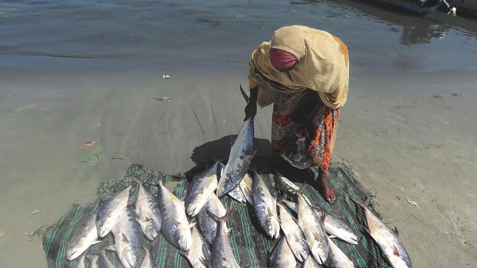 ‪الصومالية خضرة فيصل تدربت على معالجة الأسماك البحرية لتعمل بعد ذلك في المجال نفسه‬ (الجزيرة)