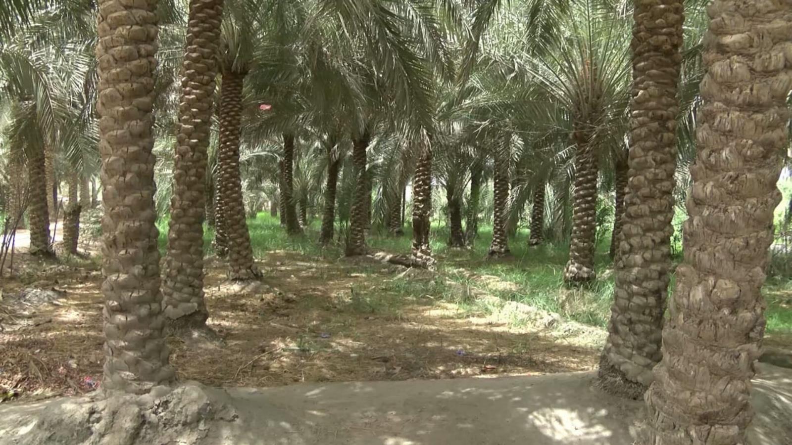 بلغ عدد أشجار النخيل في العراق 15 مليون نخلة بحسب إحصاءات 2017 (الجزيرة)