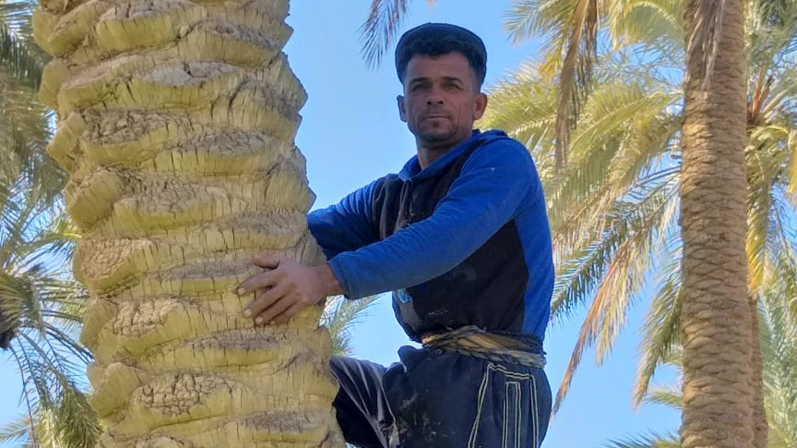 ‪أحد مزارعي الحسنية يرعى أشجار النخيل في مزرعته‬ (الجزيرة نت) 