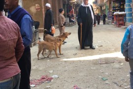 الكلاب الضالة ظاهرة منتشرة بالأماكن الشعبية في مصر