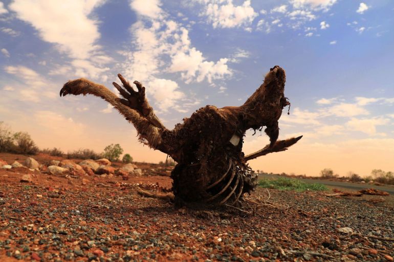 WILCANNIA, AUSTRALIA - MARCH 06: The carcass of a kangaroo is seen by the side of the roadon March 06, 2019 in Wilcannia, Australia. The Barkandji people - meaning the river people - live in Wilcannia, a small town in the Central Darling Shire in north western New South Wales. The Barkandji are part of the group who signed an open letter to the NSW Water Minister Niall Blair highlighting the social and environmental impacts throughout the Murray-Darling Basin due to flo