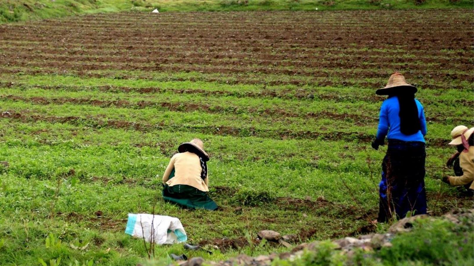 ‪المرأة الريفية تمارس الزراعة وتتحمل الكثير من أعباء الحياة خلال الحرب في البلاد‬ (الجزيرة)
