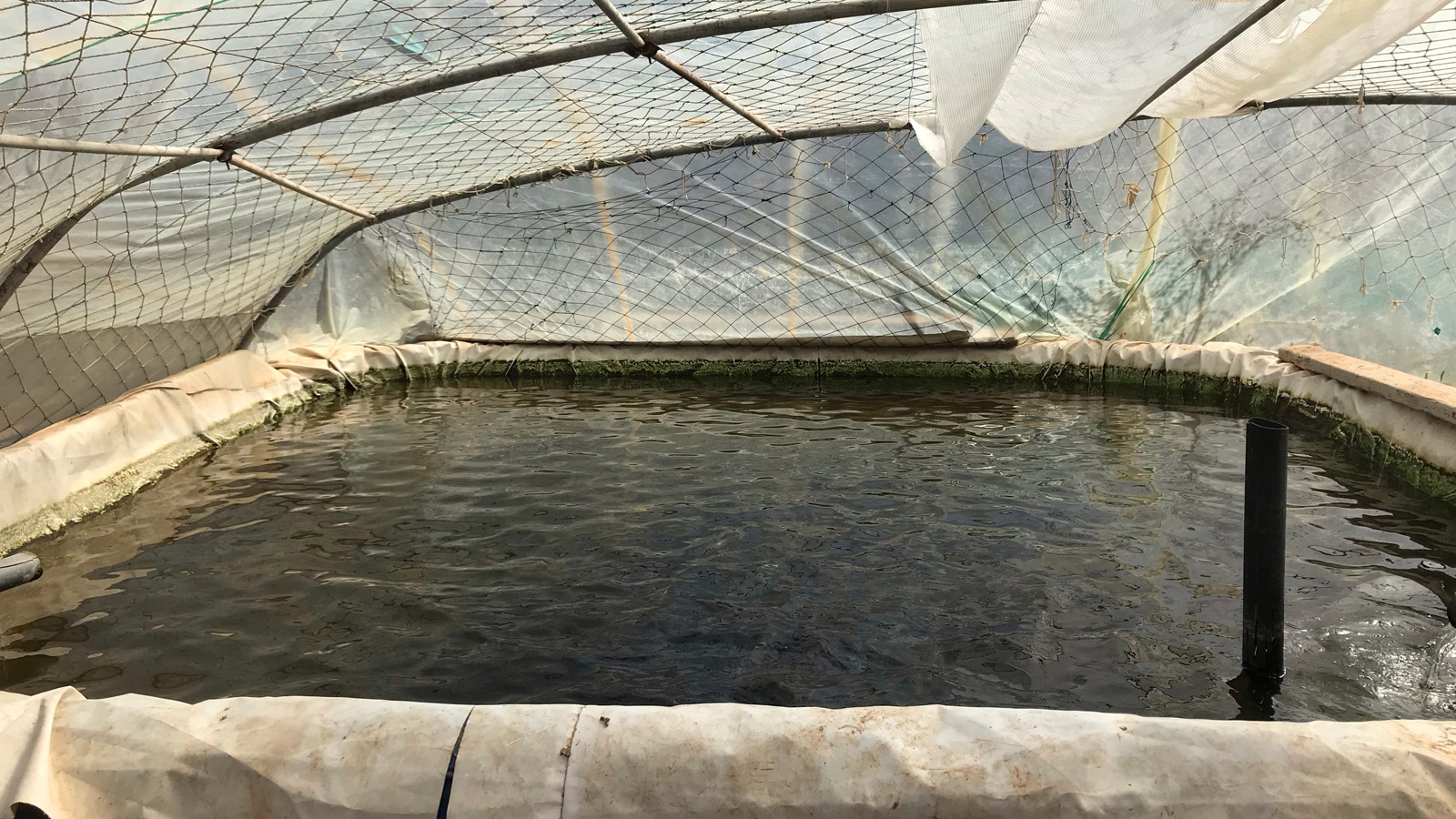 ‪حوض السمك مغطى للحفاظ على درجة حرارة الماء‬ (الجزيرة)