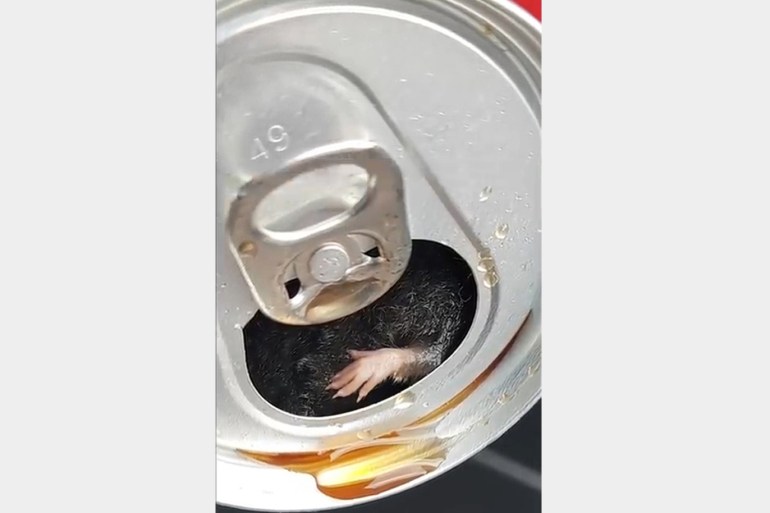 فرنسي يعثر على فأر في قنينة كوكا كولا