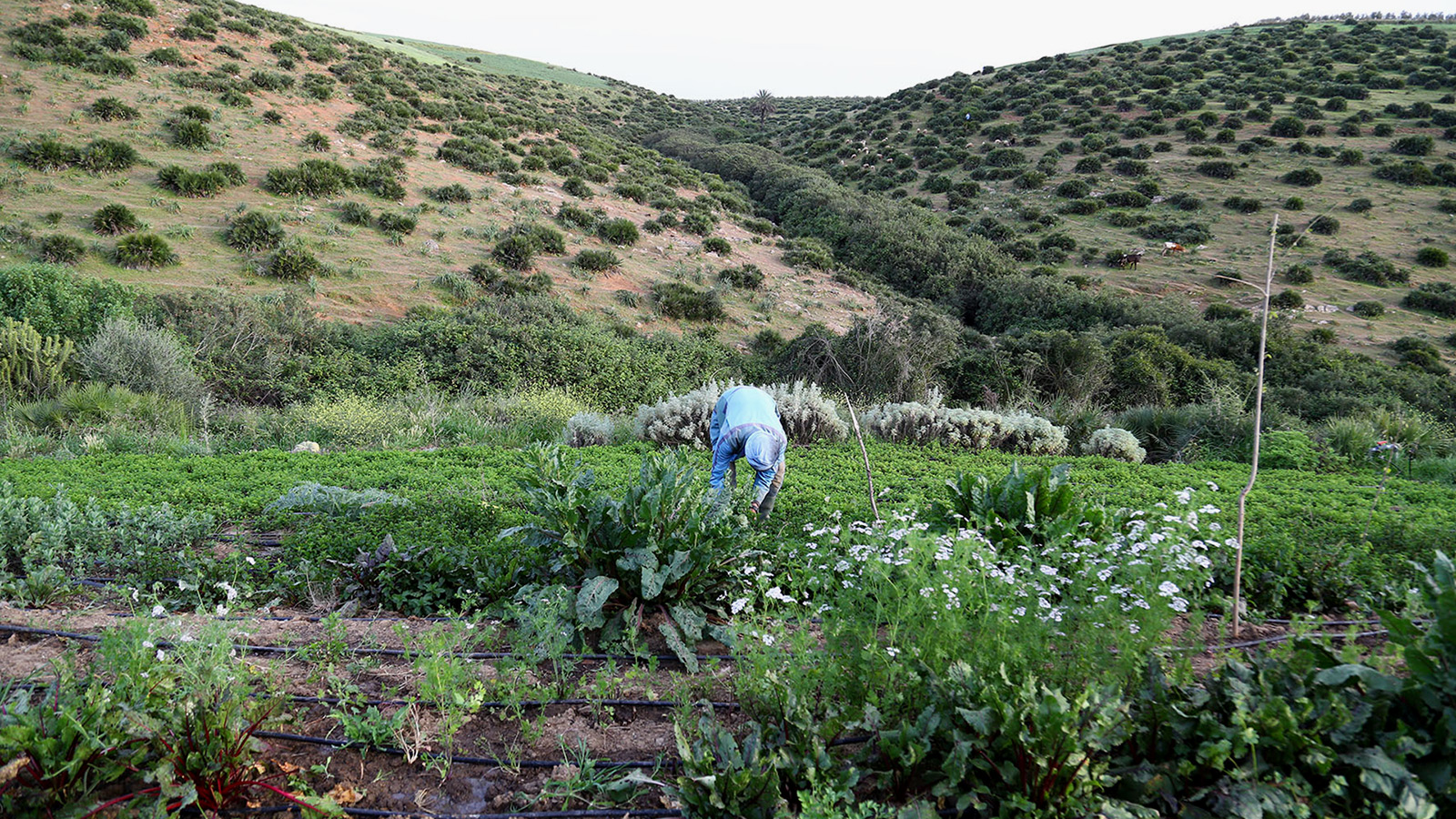‪حسب الخبراء فقد فشل المغرب في فك ارتهان نمو اقتصاده بالقطاع الزراعي‬ (الجزيرة)