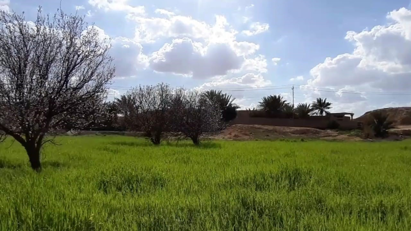 إحدى مزارع الحسنية بين الفرات والصحراء (الجزيرة نت)