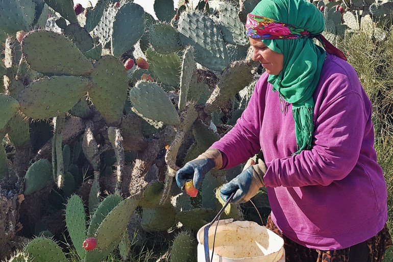بدرالدين الوهيبي - امراة تقوم بجمع ثمار التين الشوكي - سبيطلة - تونس copy.jpg