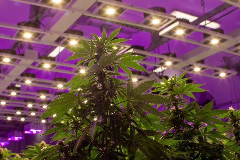 Cannabis plants fill a room in an aquaponics grow operation by licensed marijuana producer Green Relief in Flamborough, Ontario, Canada January 25, 2019. Picture taken January 25, 2019. REUTERS/Carlos Osorio
