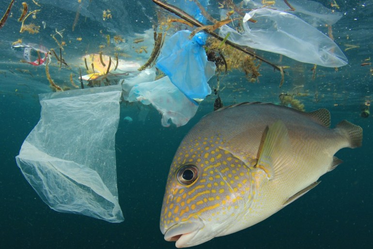 ميدان - البلاستيك والبحر القمامة