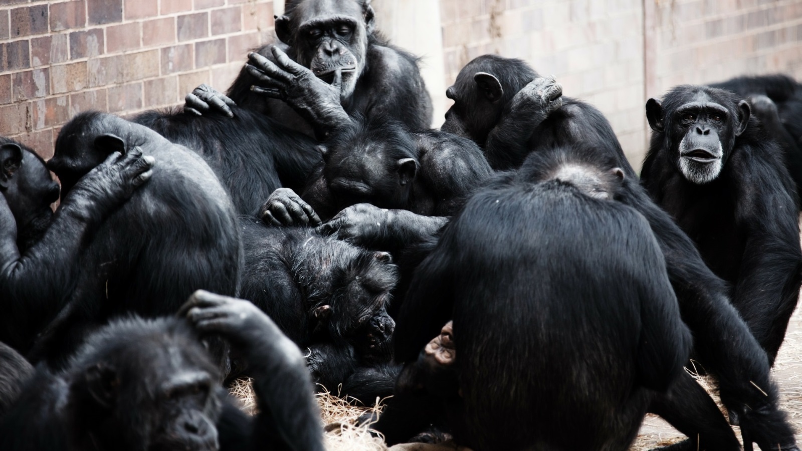 على الرغم من أن جينومها قريب من جينوم الإنسان فإن القرود لن تصبح أكثر من مجرد قرود وفق العالم الصيني سيو (مواقع التواصل)