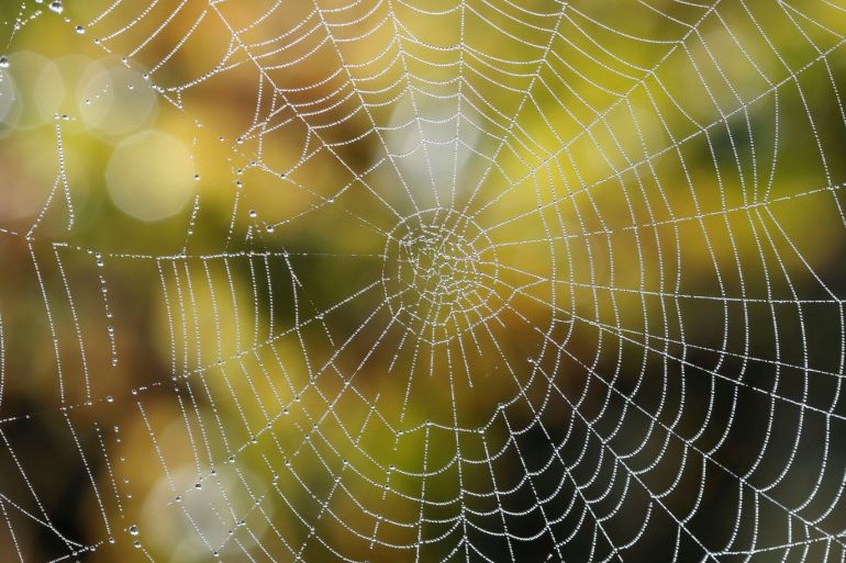 Drops of water are seen on a spider's web during harvest at Chateau du Pavillon in Sainte-Croix-Du-Mont vineyard, France, October 22, 2018. REUTERS/Regis Duvignau