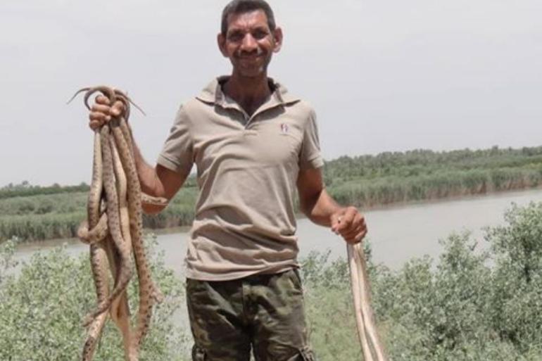 Said سعيد - حيدر وهو يصطاد مجموعة من الأفاعي عند ضفاف نهر في ناحية الخالص - بعض العراقيين يلجأون لـ"حيدر كوبرا" للعلاج