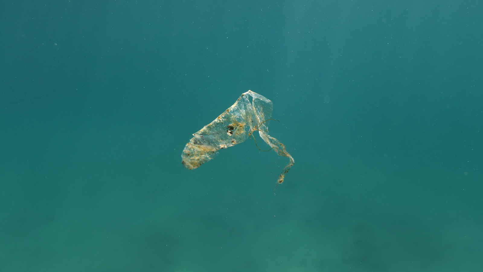 منظمة إيكو ووتش تقدر أن 40% من سطح المحيط لم يعد سوى قمامة بلاستيكية (غيتي)