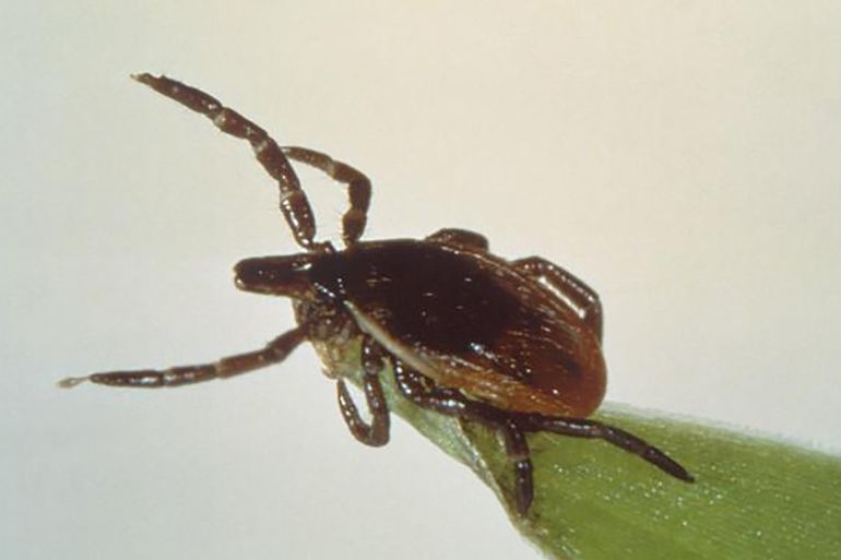 A deer tick, or blacklegged tick, Ixodes scapularis, is seen on a blade of grass, in this undated picture from the Centers for Disease Control and Prevention. Scientists have discovered a new bacteria species causing Lyme disease in the U.S. Midwest, the national Centers for Disease Control and Prevention said on Monday, adding to the medical literature on the tick-borne disease. REUTERS/Centers for Disease Control and Prevention/Handout via Reuters THIS IMAGE HAS BEEN SUPPLIED BY A THIRD PARTY. IT IS DISTRIBUTED, EXACTLY AS RECEIVED BY REUTERS, AS A SERVICE TO CLIENTS. FOR EDITORIAL USE ONLY. NOT FOR SALE FOR MARKETING OR ADVERTISING CAMPAIGNS