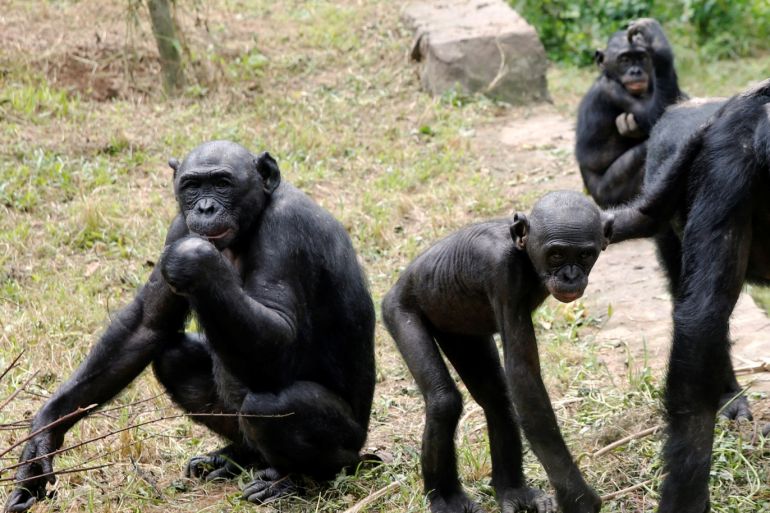 Bonobo apes, primates unique to Congo and humankind's closest relatives, are seen at the Lola Ya Bonobo Sanctuary outside Kinshasa, Democratic Republic of Congo March 2, 2019. Picture taken March 2, 2019. REUTERS/Thomas Mukoya