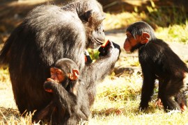 SYDNEY, AUSTRALIA - DECEMBER 04: A family of Chimpanzees eat and play at Taronga Zoo on December 4, 2015 in Sydney, Australia. Taronga's animals were given special Christmas-themed enrichment treats and puzzles designed to challenge and encourage their natural skills. (Photo by Matt King/Getty Images)