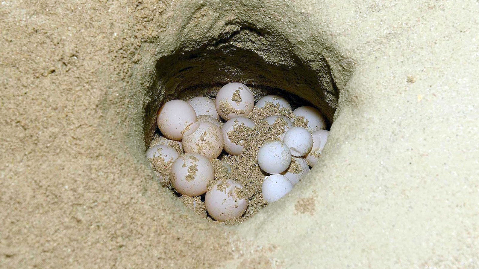 ‪بعد حفر أكثر من حفرة تتمكن السلحفاة من وضع بيضها‬ (الجزيرة نت)