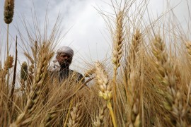 A farmer harvests wheat crop on a field in the El-Menoufia governorate, north of Cairo, Egypt May 1, 2019. REUTERS/Mohamed Abd El Ghany