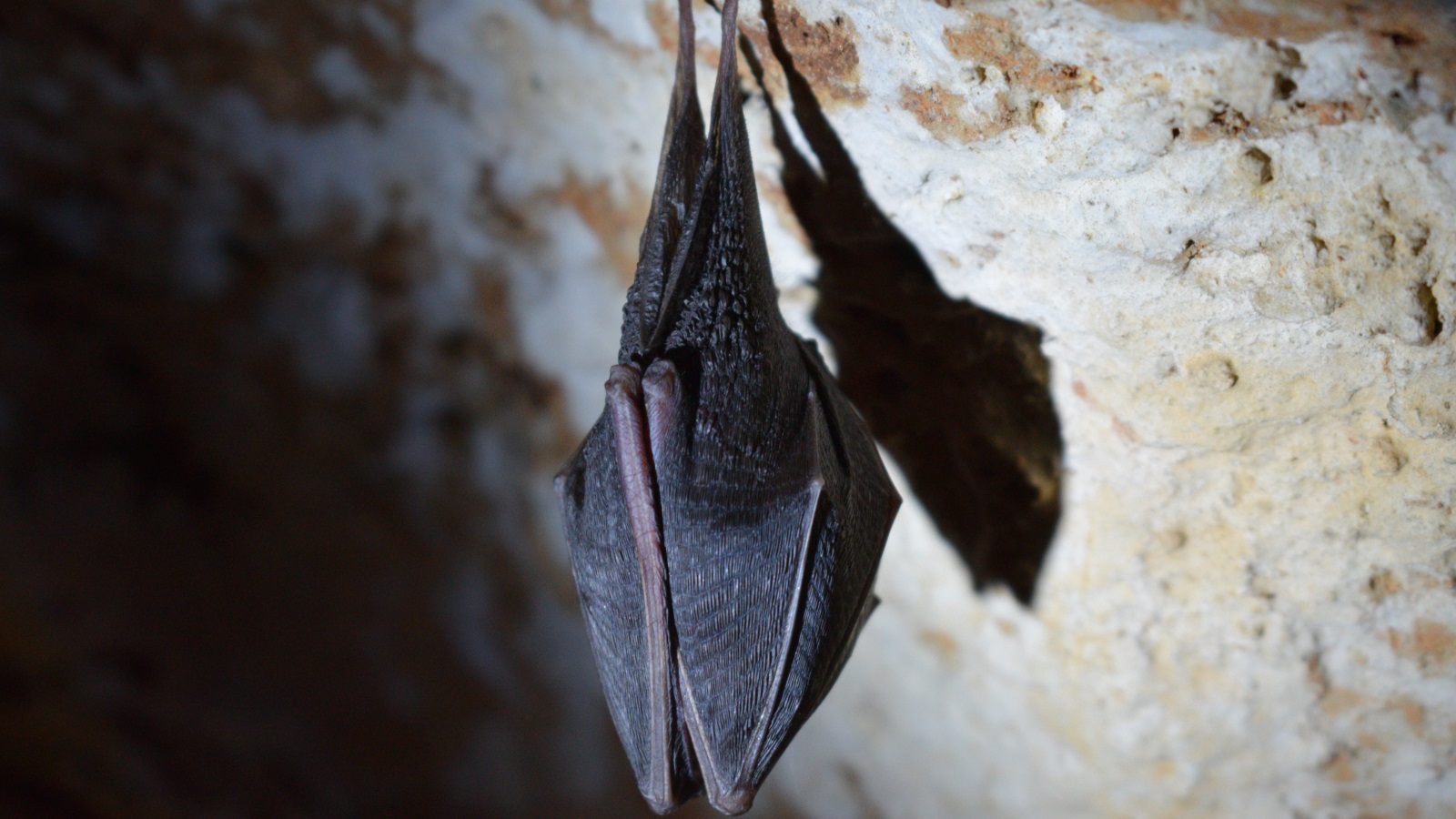 تكيفت بعض المخلوقات التي تعيش تحت سطح الأرض بشكل رائع مع التنقل عبر الظلام مثل الوطواط
