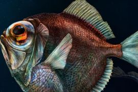 Said سعيد - أسماك فضية الزعانف تعيش على عمق 2000 متر - متاحة للاستخدام - بافل ريها - جامعة بوهيميا الجنوبية - التشيك - قدرة فائقة لأسماك الأعماق على رؤية الألوان في الظلام