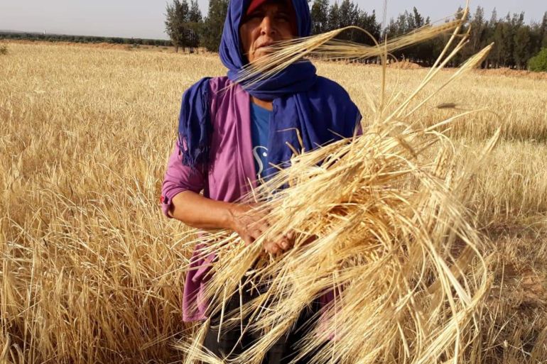 تحت شمس حارقة.. موسم الحصاد بصيغة المؤنث في تونس | أخبار مرأة | الجزيرة نت