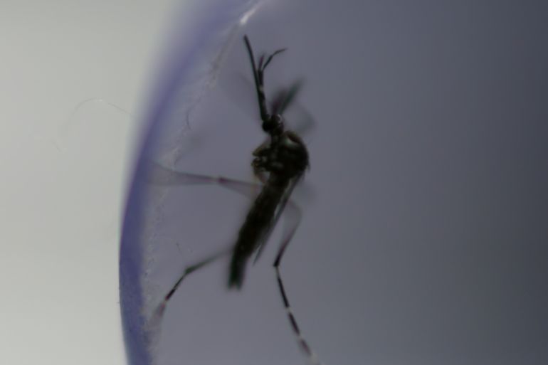An aedes aegypti mosquito with the dengue-blocking Wolbachia bacteria is seen inside a laboratory tube before being released in Rio de Janeiro, Brazil August 29, 2017. REUTERS/Pilar Olivares