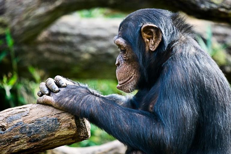 دهاء الشمبانزي ينتصر على قوة السلاحف