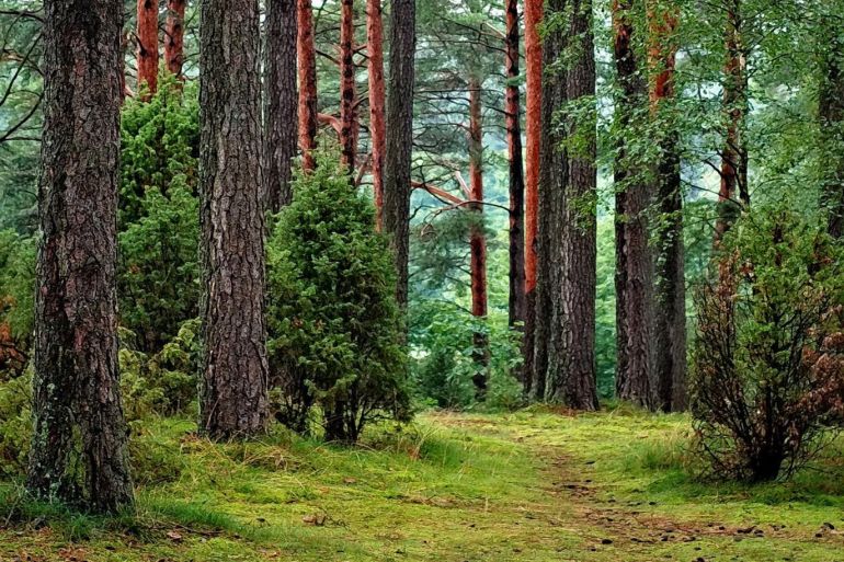 Said سعيد - 0.9 مليار هكتار من الغابات الجديدة ستكون قادرة على تخزين 205 مليارات طن من الكربون – بيكسلز – متاحة للاستخدام - دراسة حديثة: العالم بحاجة لزراعة ما يقارب مليار هكتار من الأشجار