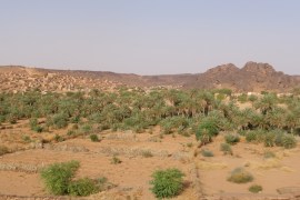 موسم "الكينه" في موريتانيا