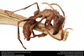 Said سعيد - قبضة الموت على أحد الأغصان من النمل المصاب بفطر الكورديسيبس - ويكيميديا - أسرار قبضة الموت: كيف يسيطر الفطر القاتل على النمل؟