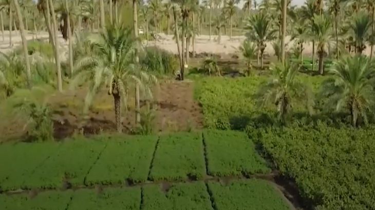 لماذا تراجعت الزراعة في العراق؟
