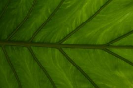 Said سعيد - شبكات من القنوات الهوائية داخل أوراق النبات فيما يشبه الرئة - بيكساباي - دراسة حديثة تكشف أسرار تنفس النبات