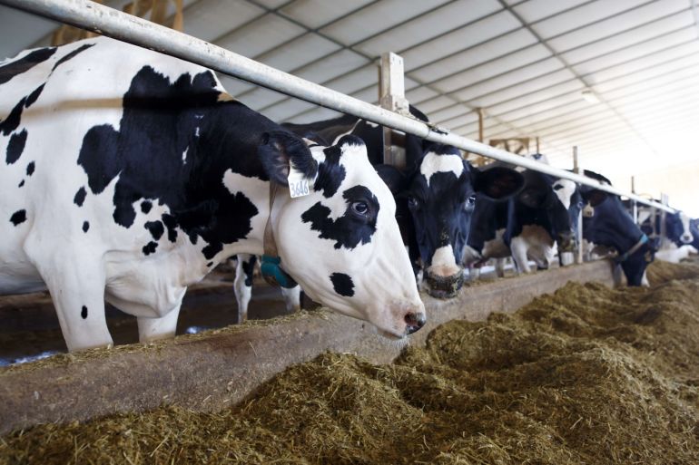 CALEDON, ON - SEPTEMBER 04: Holstein dairy cows are seen in their barn after being milked at Armstrong Manor Dairy Farm on September 4, 2018 in Caledon, Canada. The Trump administration has taken issue with Canada's dairy trade policies, a key point in talks between the U.S. and Canada in a potential rewrite of the North American Free Trade Agreement. Cole Burston/Getty Images/AFP== FOR NEWSPAPERS, INTERNET, TELCOS & TELEVISION USE ONLY ==