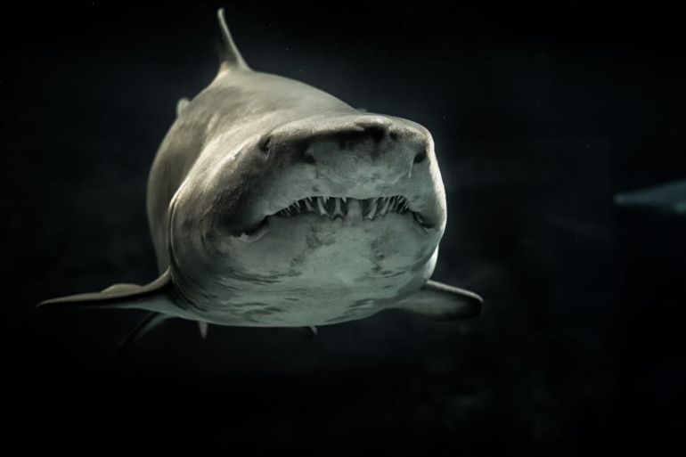 Said سعيد - يعتقد معظم الناس أن أسماك القرش قادرة على شم رائحة قطرة دم في المحيط من على بعد ميل – جورج - هل تشتم أسماك القرش حقا رائحة الدم؟ (بيكسلز)