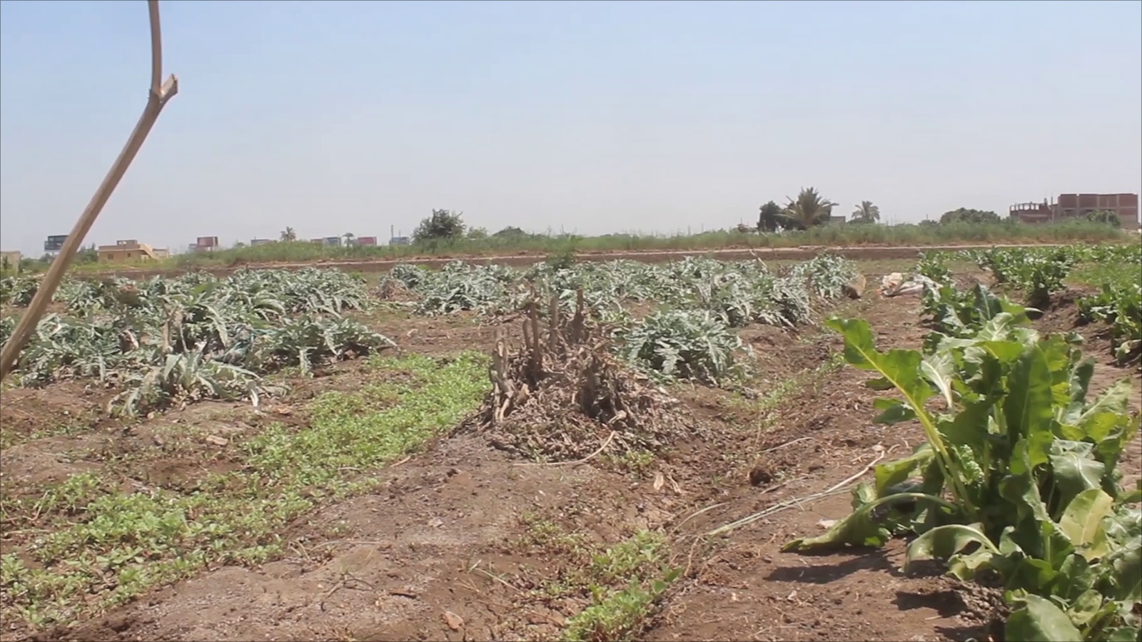 الزراعة في مصر تأثرت بشدة بعد أن فقدت البلاد قرابة خمسة مليارات متر من تدفقات مياه النيل خلال العام الجاري (الجزيرة)