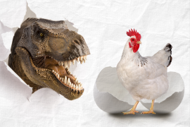 ميدان - الدجاجة والديناصور