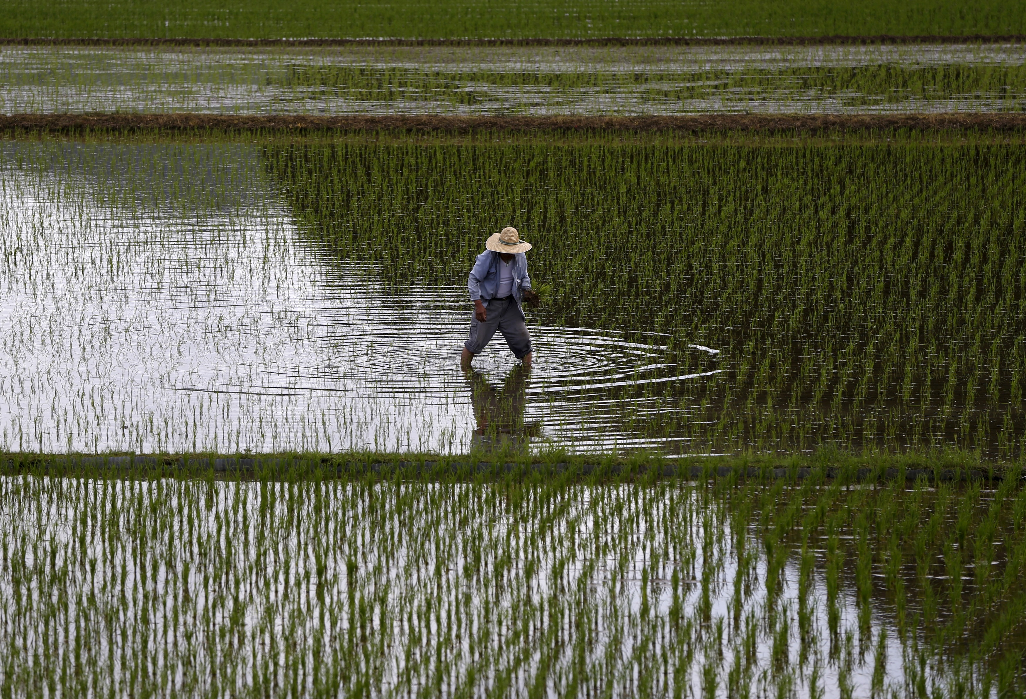 زراعة الأرز في اليابان (رويترز)